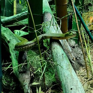 King Cobra (Ophiophagus hannah)