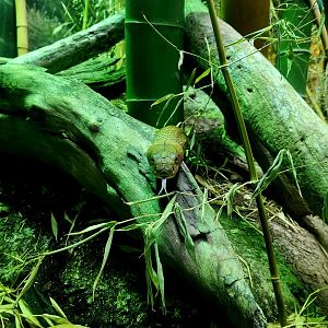 King Cobra (Ophiophagus hannah)