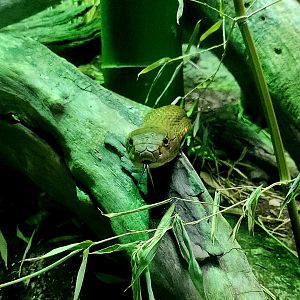King Cobra (Ophiophagus hannah)