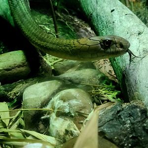 King Cobra (Ophiophagus hannah)