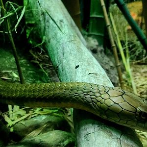 King Cobra (Ophiophagus hannah)