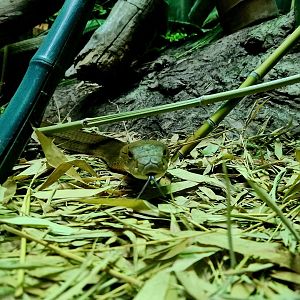 King Cobra (Ophiophagus hannah)