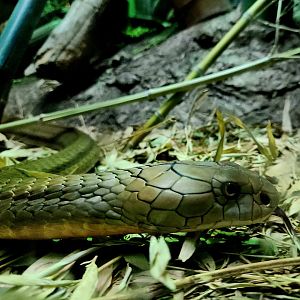 King Cobra (Ophiophagus hannah)