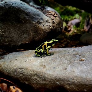Green-and-Black Poison Dart Frog (Dendrobates auratus)