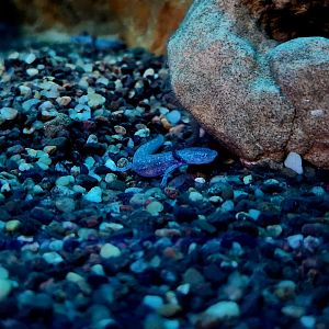 Barton Springs Salamander (Eurycea sosorum)