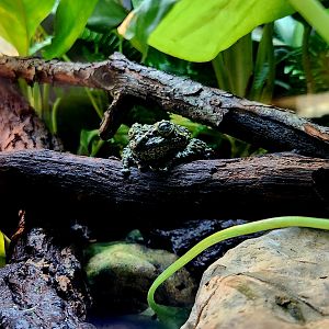 Vietnamese Mossy Frog (Theloderma corticale)