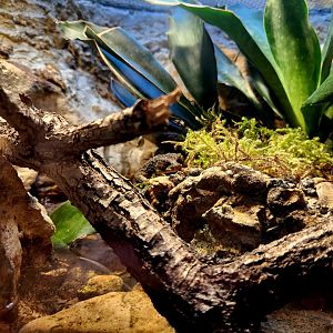 Puerto Rican Crested Toad (Peltophryne lemur)