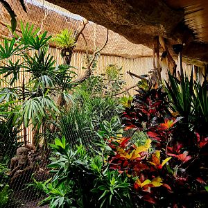 Papuan Aviary (D.W.A.)