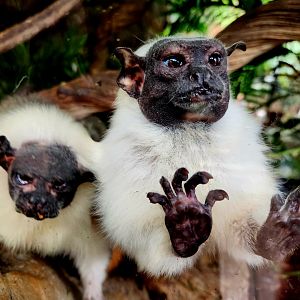 Pied Tamarins (Saguinus bicolor)