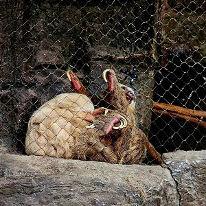Hoffmann's Two-Toed Sloths (Choloepus hoffmanni)