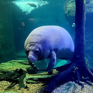 Antillean Manatee (Trichechus manatus manatus)