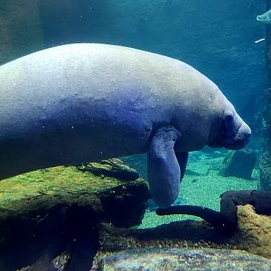 Antillean Manatee (Trichechus manatus manatus)
