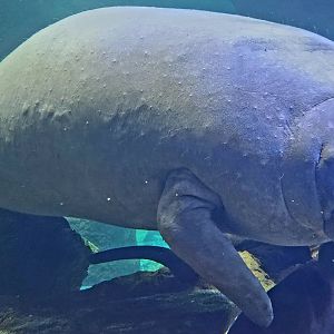 Antillean Manatee (Trichechus manatus manatus)