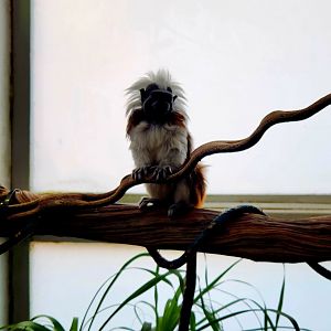 Cotton-Top Tamarin (Saguinus oedipus)
