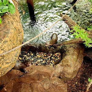 Giant Otters (Pteronura brasiliensis)