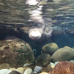 Giant Otter (Pteronura brasiliensis)