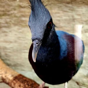 Victoria Crowned Pigeon (Goura victoria)