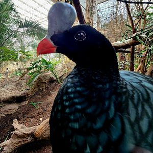 Helmeted Curassow (Pauxi pauxi)