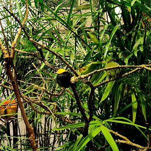 Adult male Golden-Headed Manakin (Ceratopipra erythrocephala) and juvenile White-Crowned Manakin (Pseudopipra pipra)