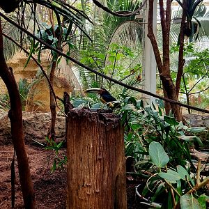 Pale-Mandibled Aracari (Pteroglossus erythropygius)
