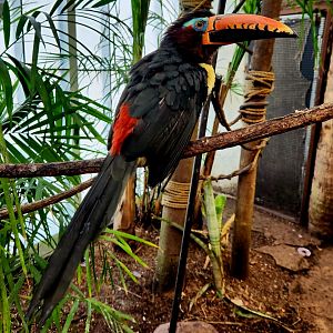 (Humboldt's) Lettered Aracari (Pteroglossus [inscriptus] humboldti)