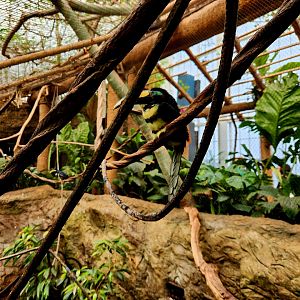 Many-Banded Aracaris (Pteroglossus pluricinctus)