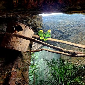 Yellow-Headed Amazon Parrots (Amazona oratrix)