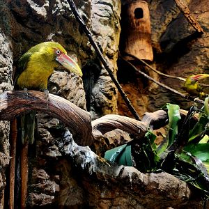 Saffron Toucanets (Pteroglossus bailloni)