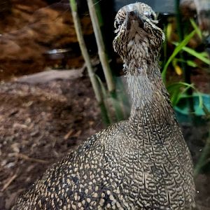 Elegant Crested Tinamou (Eudromia elegans)