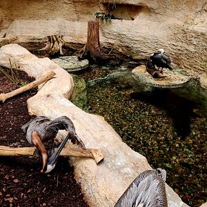 Brown Pelicans (Pelecanus occidentalis)