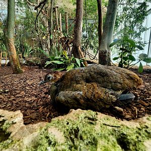 Great Tinamous (Tinamus major)