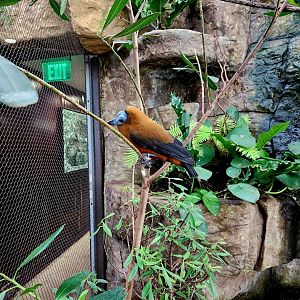 Capuchinbird (Perissocephalus tricolor)