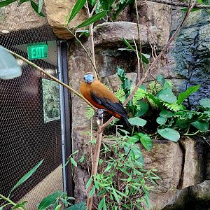 Capuchinbird (Perissocephalus tricolor)