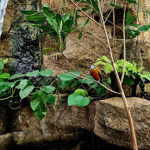 Capuchinbird (Perissocephalus tricolor)