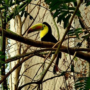 Keel-Billed Toucan (Ramphastos sulfuratus)