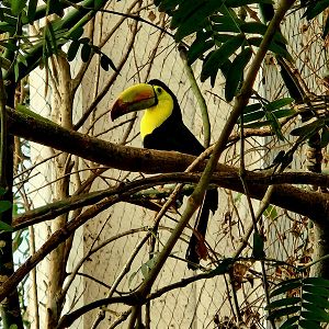 Keel-Billed Toucan (Ramphastos sulfuratus)