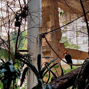 Toco Toucan (Ramphastos toco)