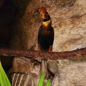 Blyth's Hornbill (Rhyticeros plicatus)