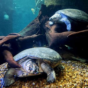 Arrau Turtles (Podocnemis expansa)