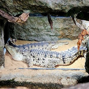Orinoco Crocodiles (Crocodylus intermedius)