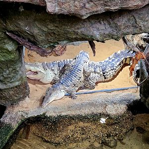 Orinoco Crocodiles (Crocodylus intermedius)