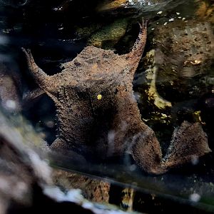 Surinam Toad (Pipa pipa)