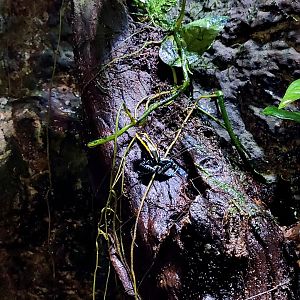 Golfodulcean Poison Dart Frog (Phyllobates vittatus)