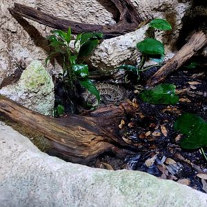 Terciopelo (Bothrops asper)