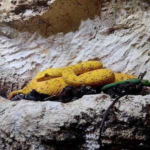 Eyelash Viper (Bothriechis schlegelii)
