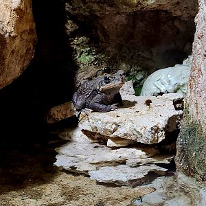Cane Toads (Rhinella marina)