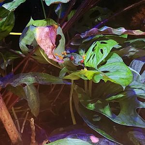 Red-Eyed Tree Frog (Agalychnis callidryas)