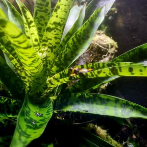 Lehmann's Poison Dart Frog (Oophaga lehmanni)