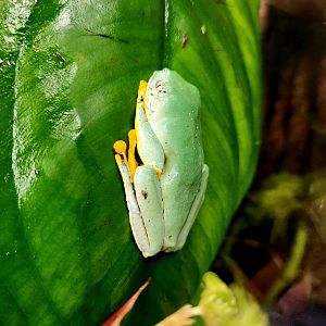 Fringed Leaf Frog (Cruziohyla craspedopus)