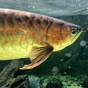 Asian Arowana (Scleropages formosus)